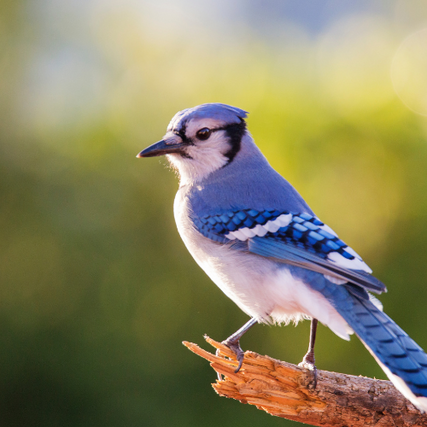 Wild BirdA close-up of a BlueJay on a branch. 