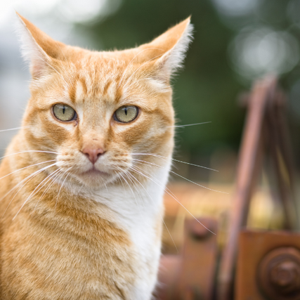 CatA close-up of an orange cat.
