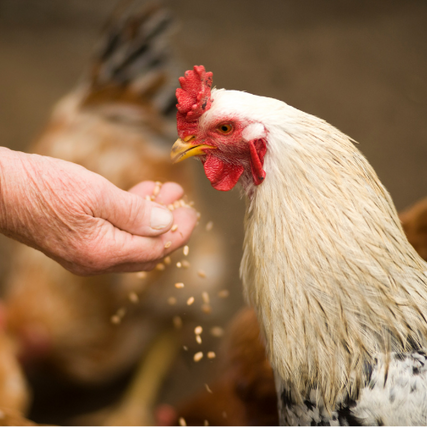 PoultryA chicken being fed grain by hand.