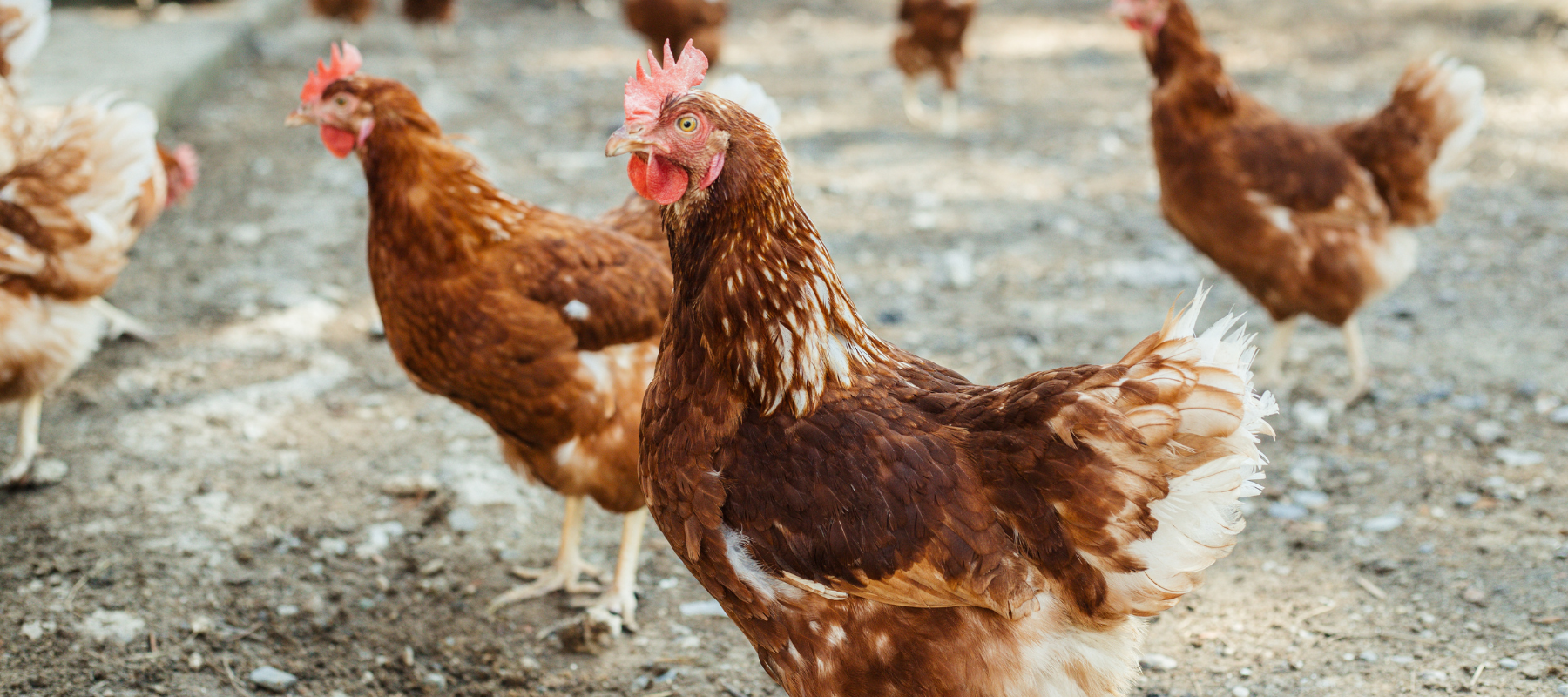 A flock of free range chickens.
